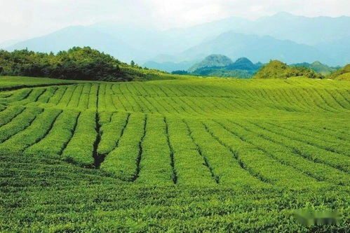 梵凈茶香天下，江口抹茶飄香世界——農(nóng)副產(chǎn)品銷售的嶄新篇章