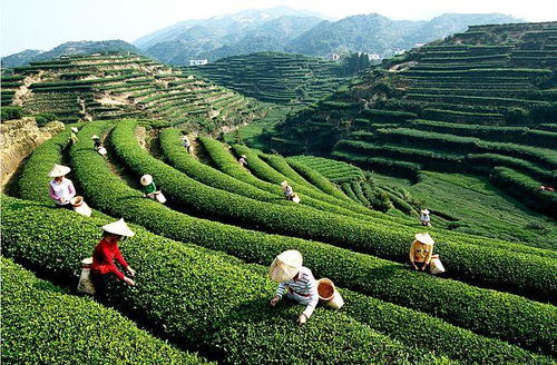 辭高薪返鄉(xiāng)，匠心守護(hù)傳統(tǒng) 一位工程碩士的鐵觀音純凈之路