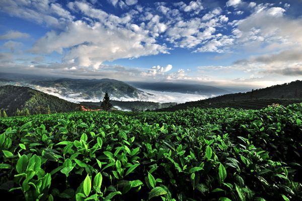 古樹茶 vs 臺(tái)地茶 一杯茶背后的生態(tài)、風(fēng)味與市場選擇